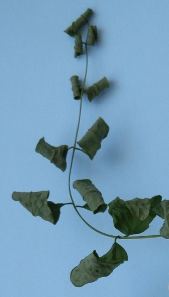 as